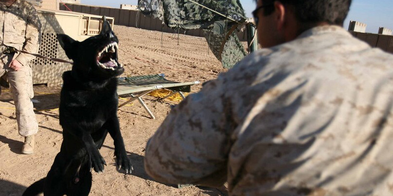 US Marine K9